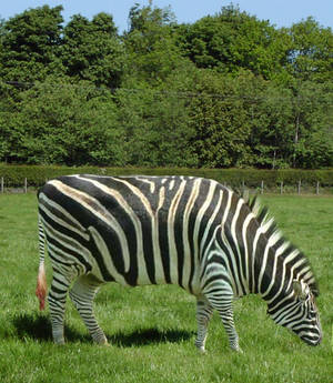 Zebra Cow?