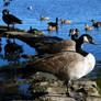 Hanging Out With The Geese