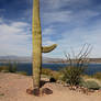 Arizona Lake Scene