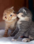 Kitten Love by LadyIsabelleRose