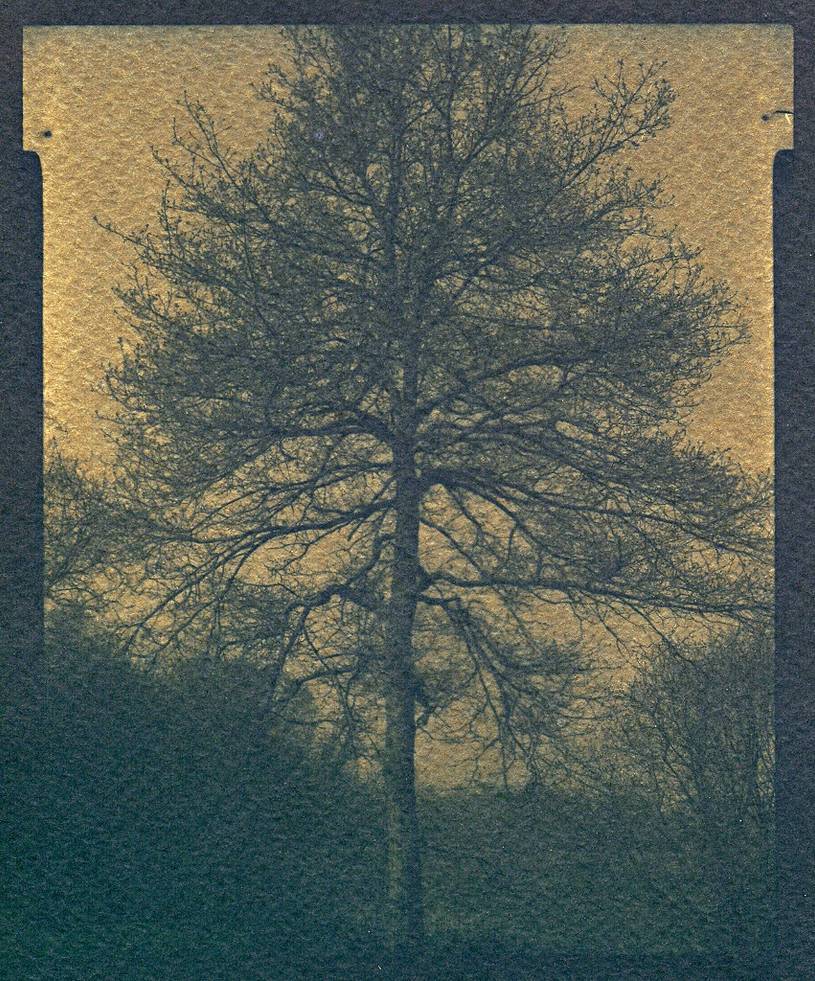 Tree Mdark Dark Tree by PhilippeT on DeviantArt