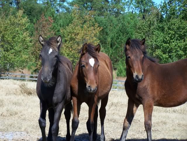 Paso Fino Foals