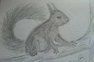 Red Squirrel sketch