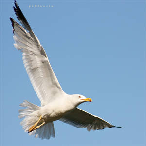seaguLL III by pLateauce