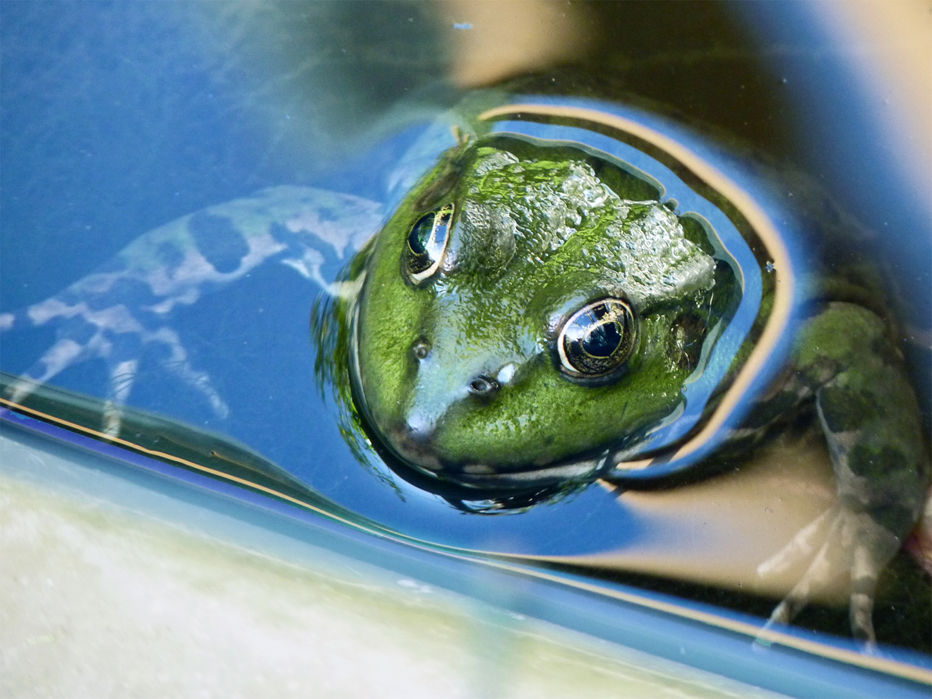 une Grenouille