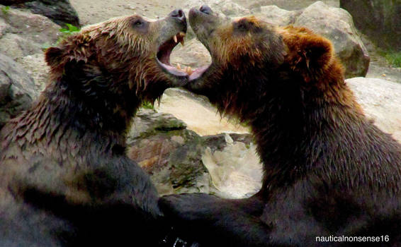 Brown Bears