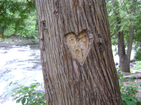 They Carve Their Love In Trees