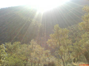 Sunshine in Olive Grove.