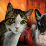 Double cat-portrait