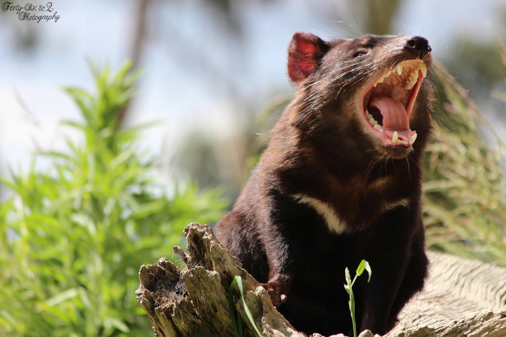 Tasmanian Devil