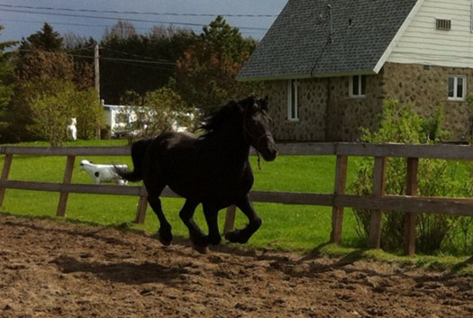 Jippy The Black Stallion