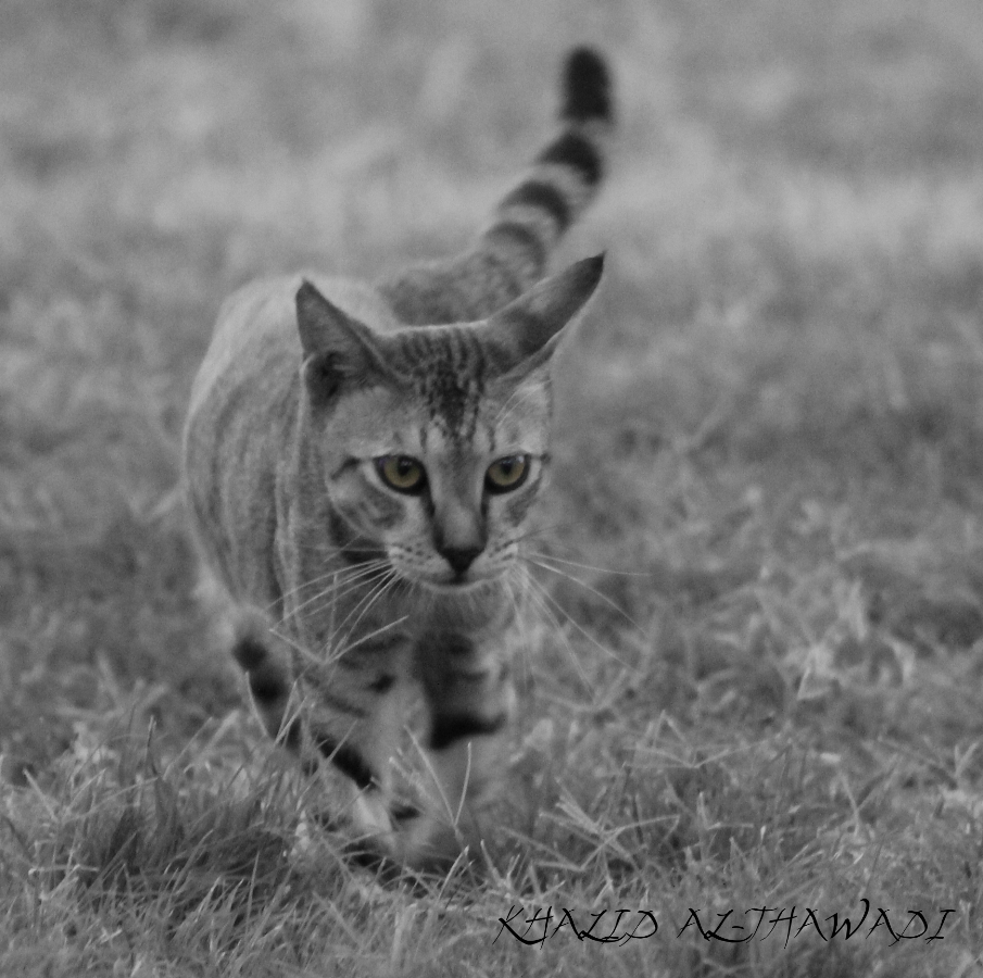 wondering Cat - Bahrain