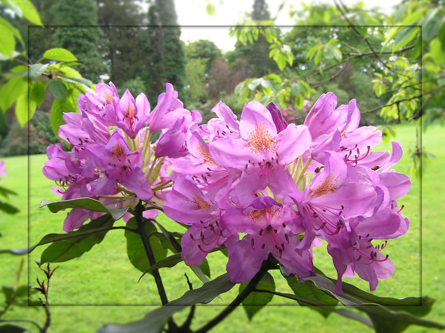 Rhododendron II