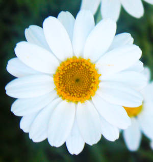 Daisy