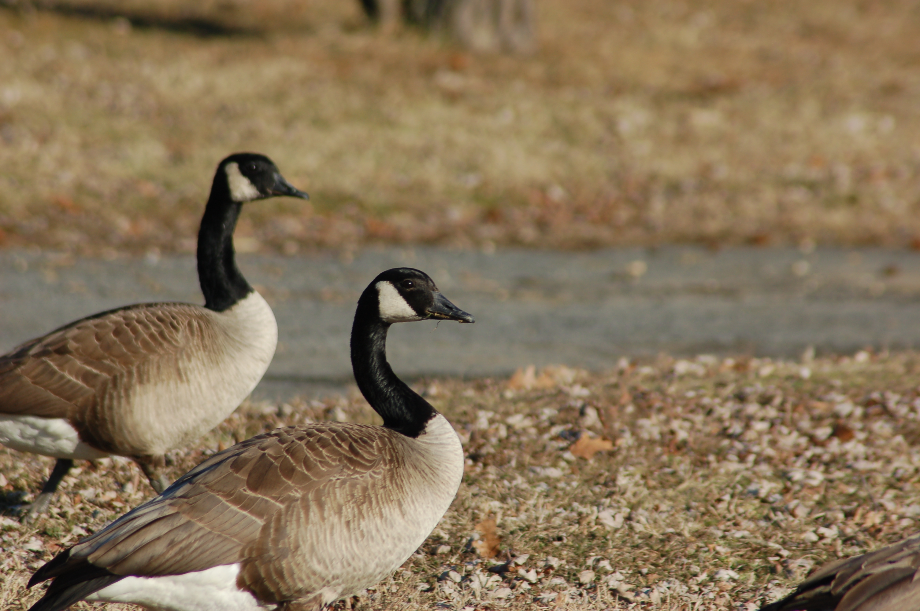 Two Geese