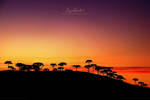 Araucaria sunset by Miguel-Santos