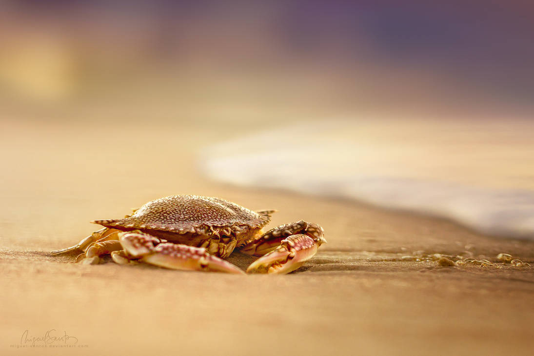 Crab Cribrarius by Miguel-Santos