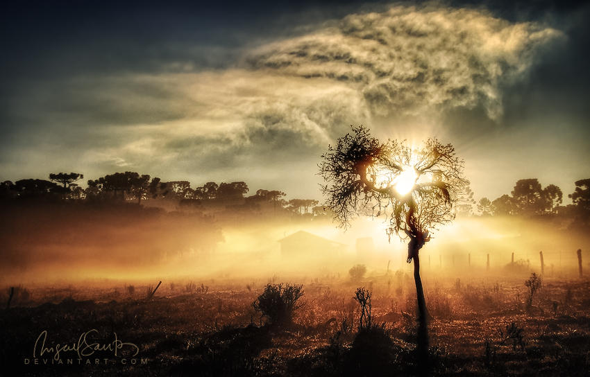 Tree of Lite by Miguel-Santos Tree of Lite by Miguel-Santos