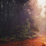 Back Into the Fall