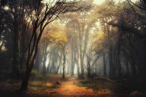 Into the Golden