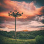 Araucaria Sky