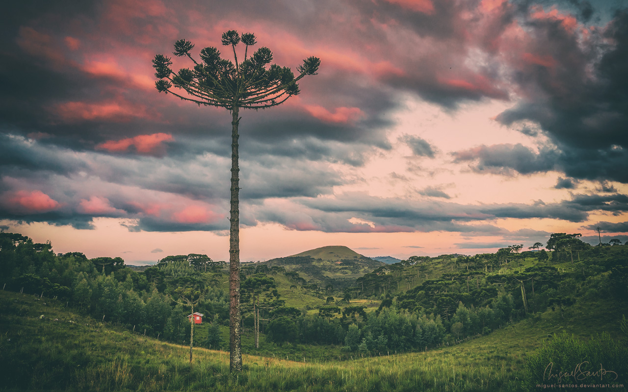 Araucaria in the Sky