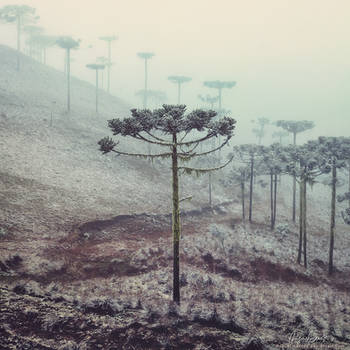 Winter Araucaria by Miguel-Santos