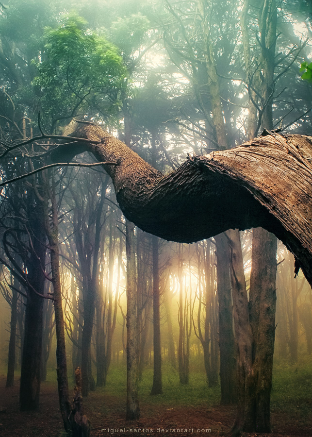 Dancer in the Forest