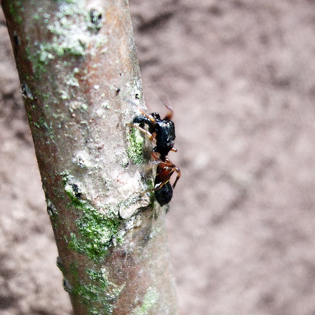 Ant-mimicking jumping spider male