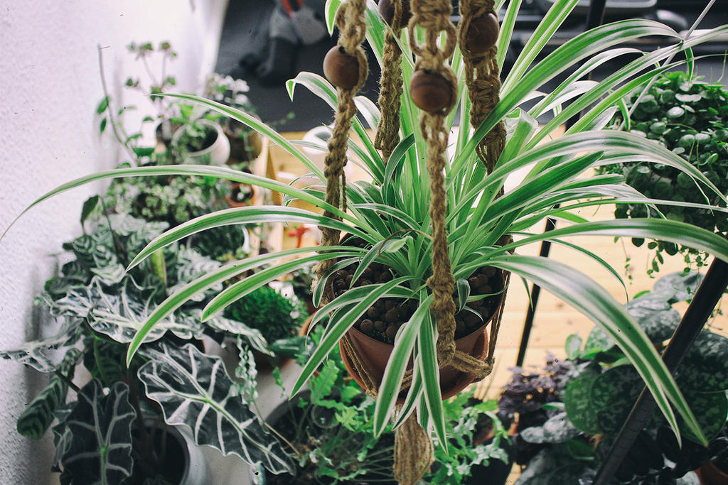 Urban Jungle feat. spider plant by merkero