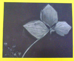 Chalk Flower