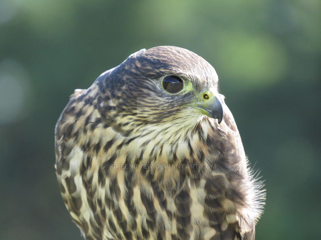 Merlin Falcon static by greenchew on DeviantArt