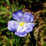 Wildflower:Blue Flax