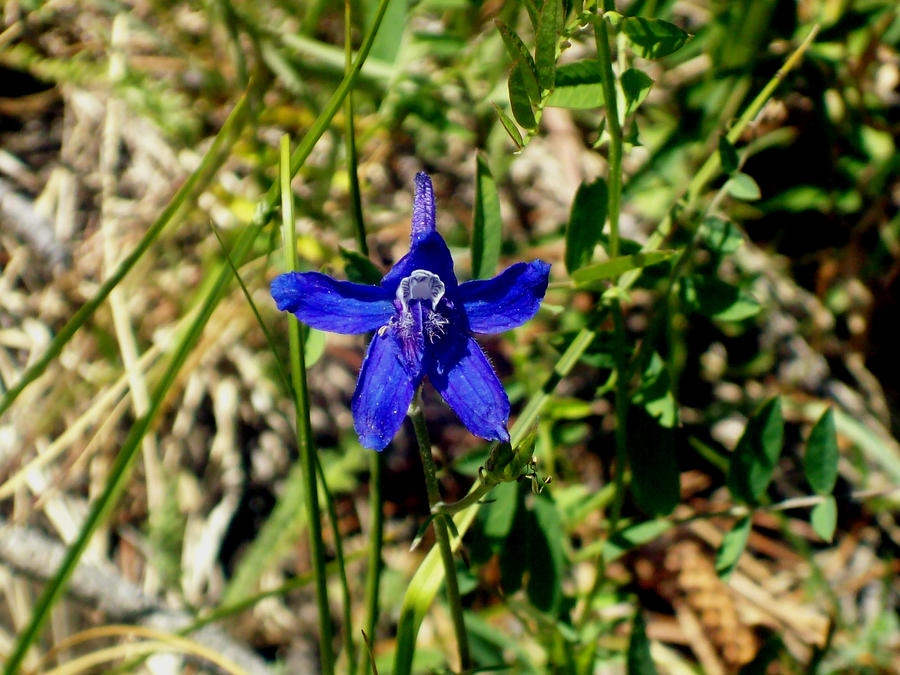 Wildflower:Upland Larkspur