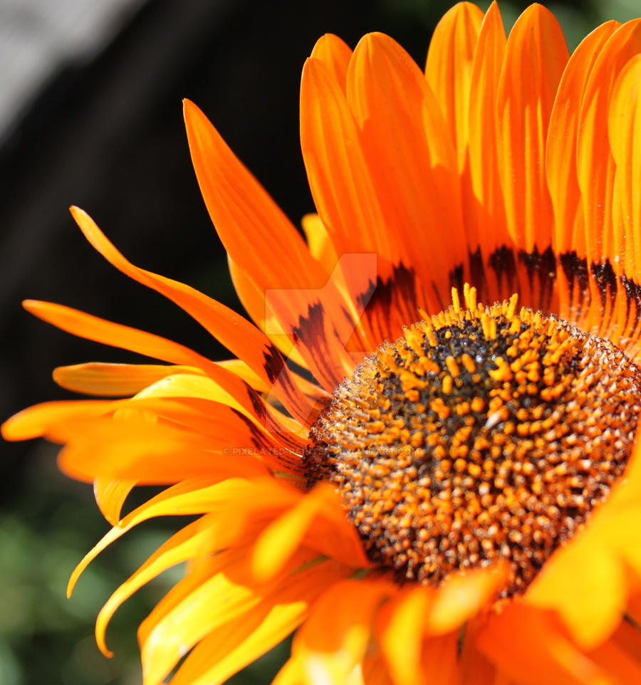 Macro Flower Orange