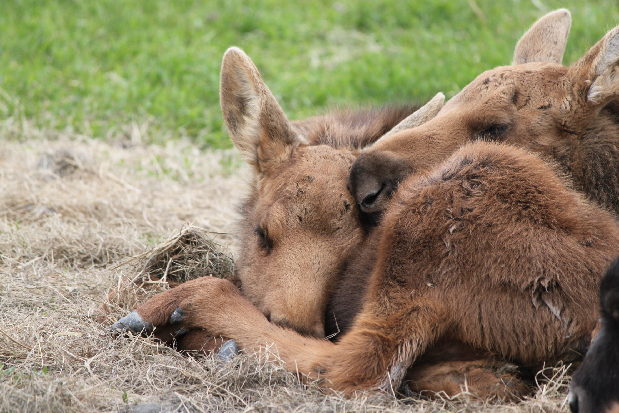 Baby Moose