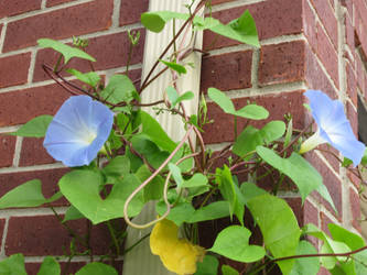 Sky Blue Flowers