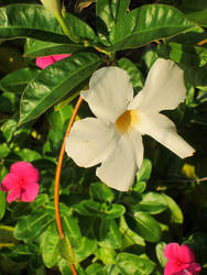 Pink and White in Glorious Sunlight