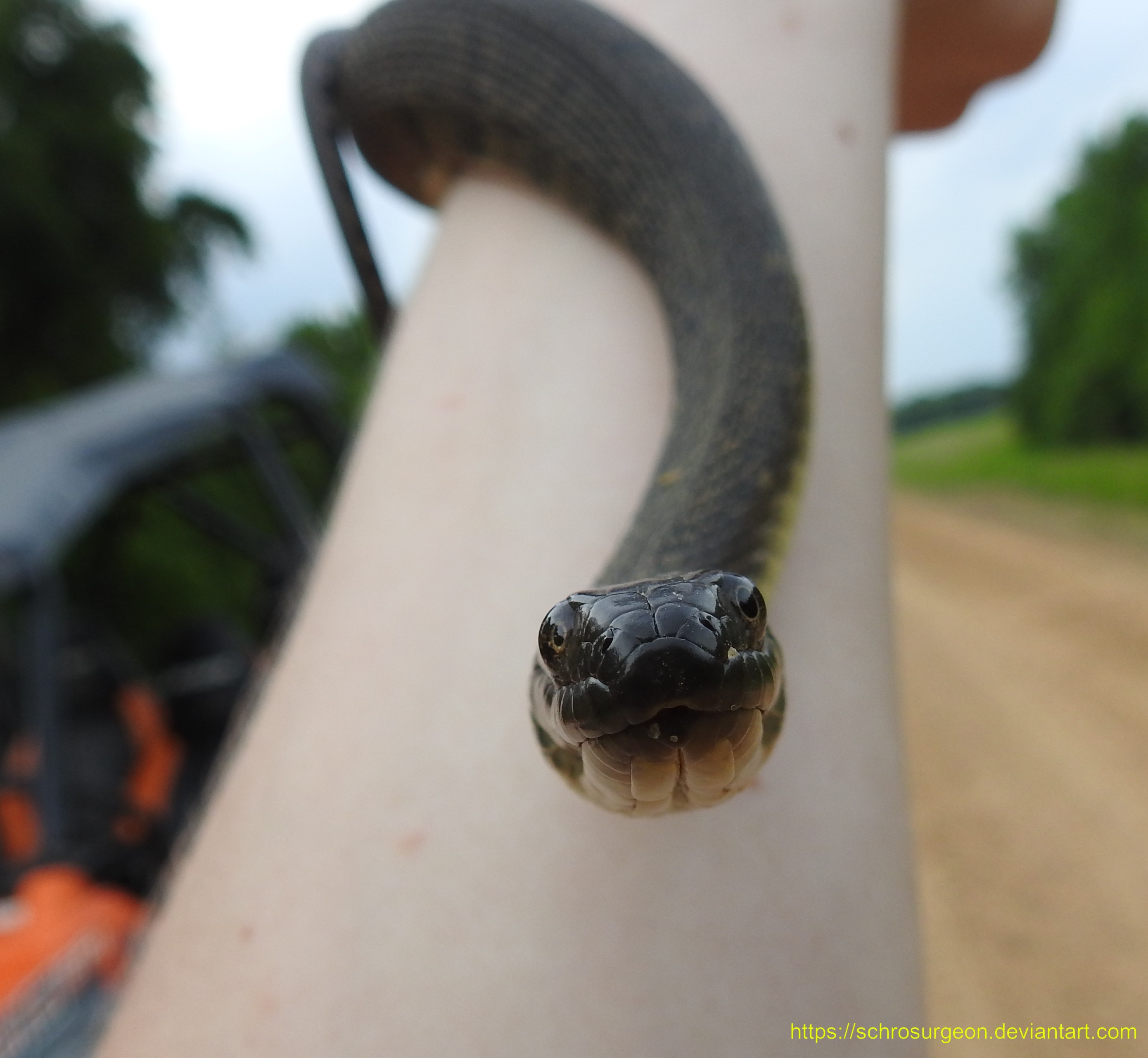 Boopable Snoot by SchroSurgeon on DeviantArt