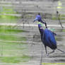 Little Blue Heron (Egretta caerulea)