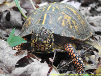 Eastern Box Turtle (Terrapene carolina carolina)