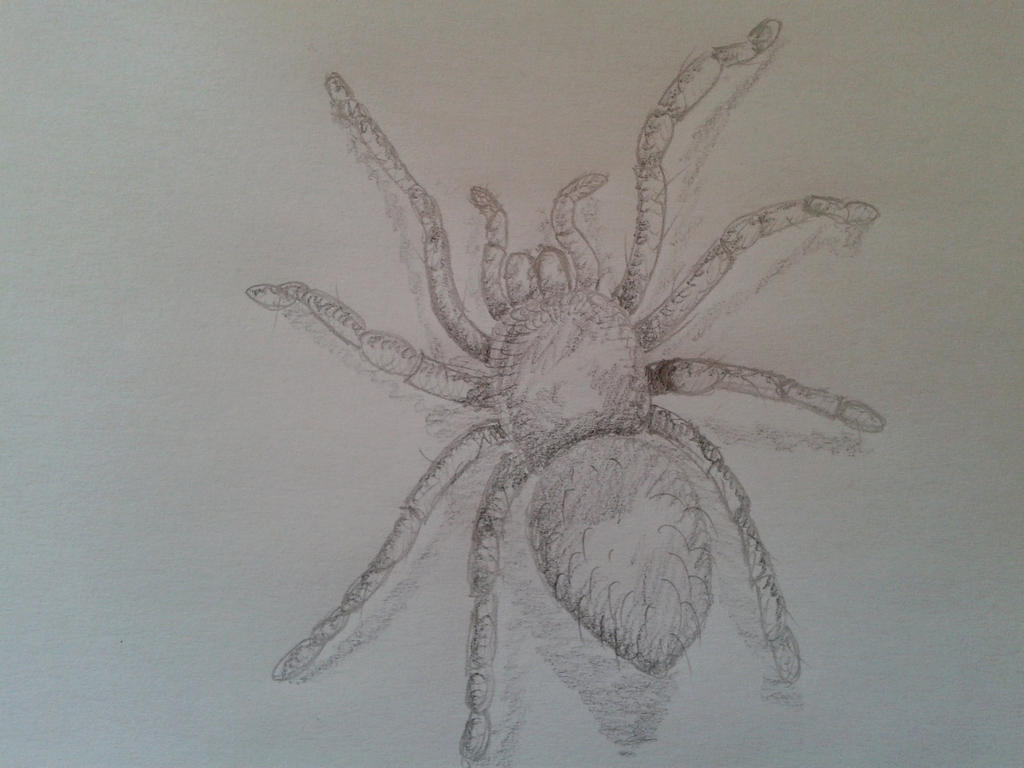 Request: Tarantula