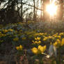 Sunlit Flowers