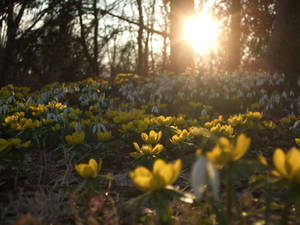 Sunlit Flowers