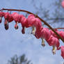 Bleeding Hearts