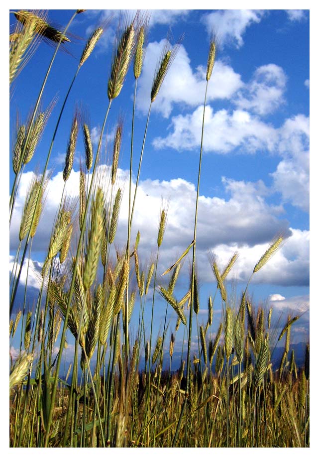 field of gold