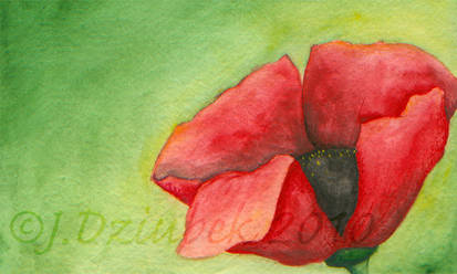 Red Poppy