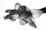 schlumbergera by almaclone