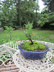 Bonsai Tree from Scratch