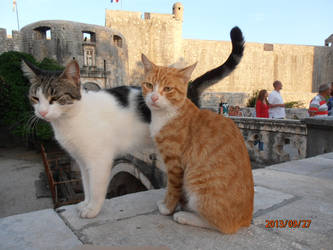 Cats at Dubrovnik